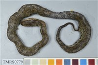 藏品(菊池氏龜殼花)的圖片